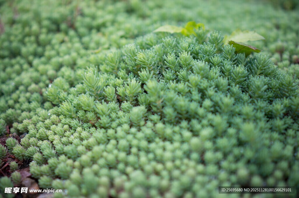 翠绿繁茂的多肉植物景观