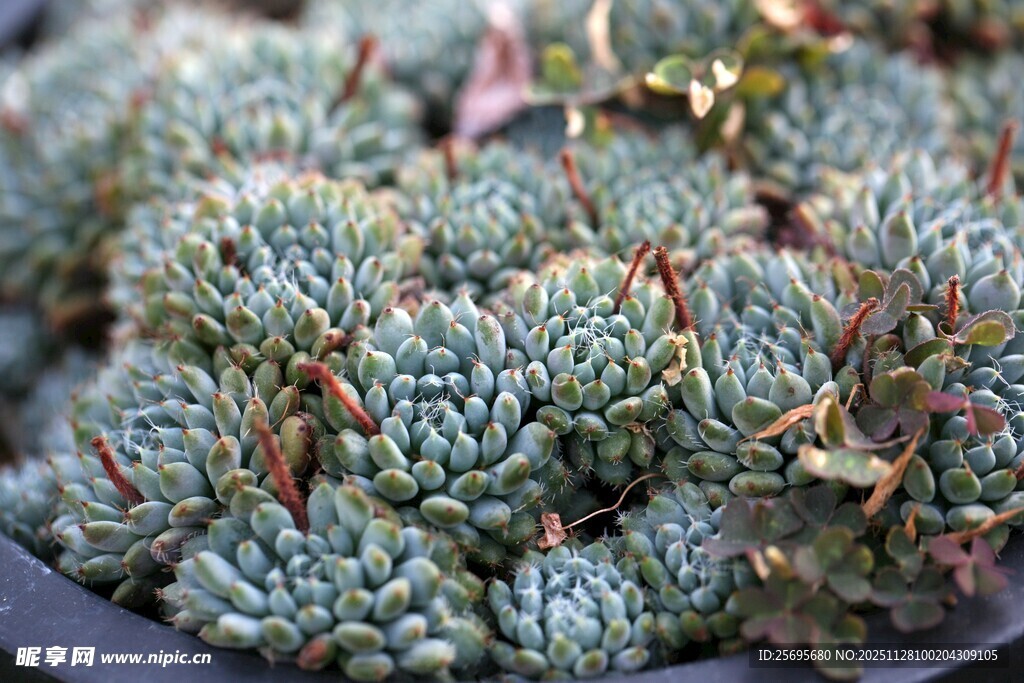密集生长的多肉植物