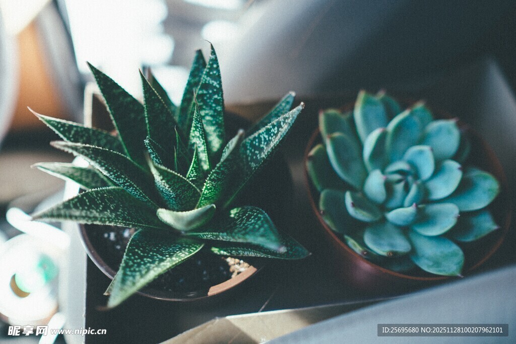 两株别致多肉植物特写