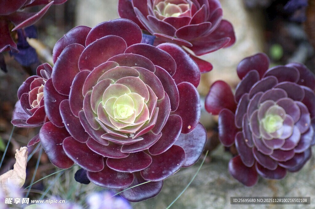 紫韵多肉植物特写