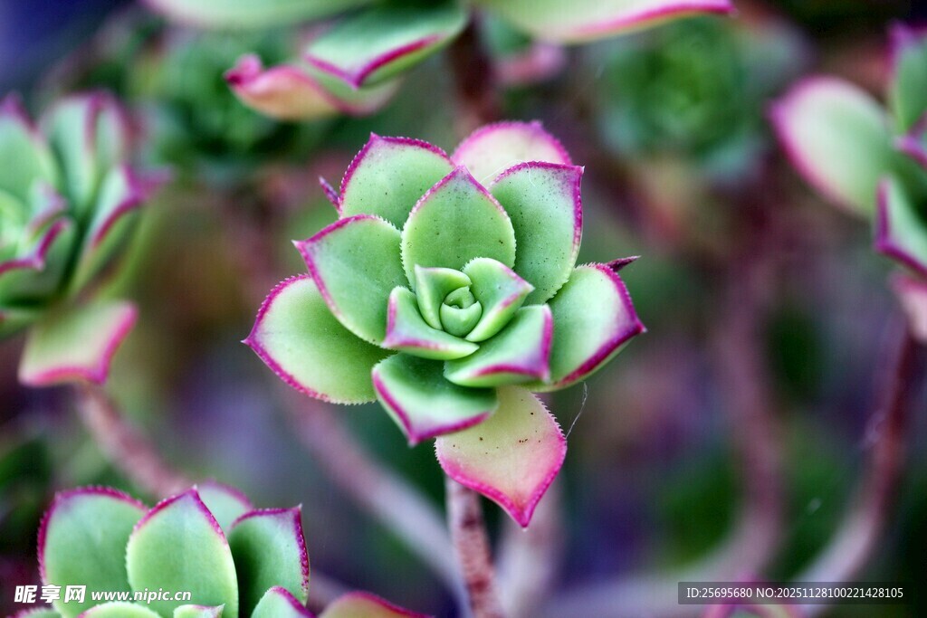 可爱多肉植物特写