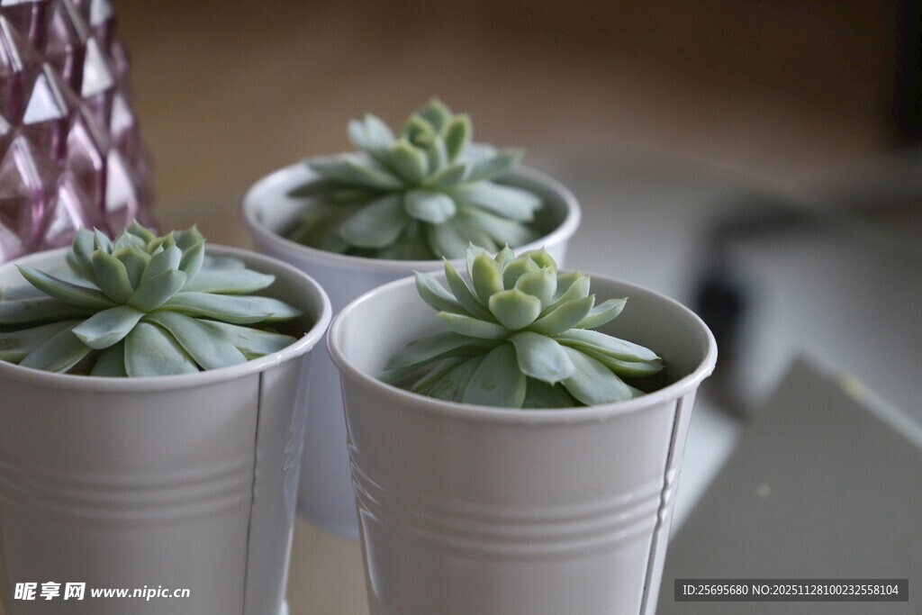白色花盆中的可爱多肉植物