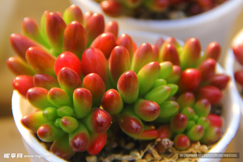 多彩多肉植物盆栽