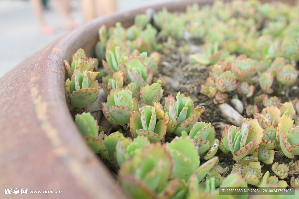 盆栽中的嫩绿多肉植物