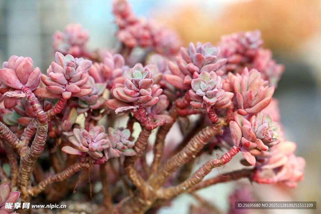 粉色多肉植物特写