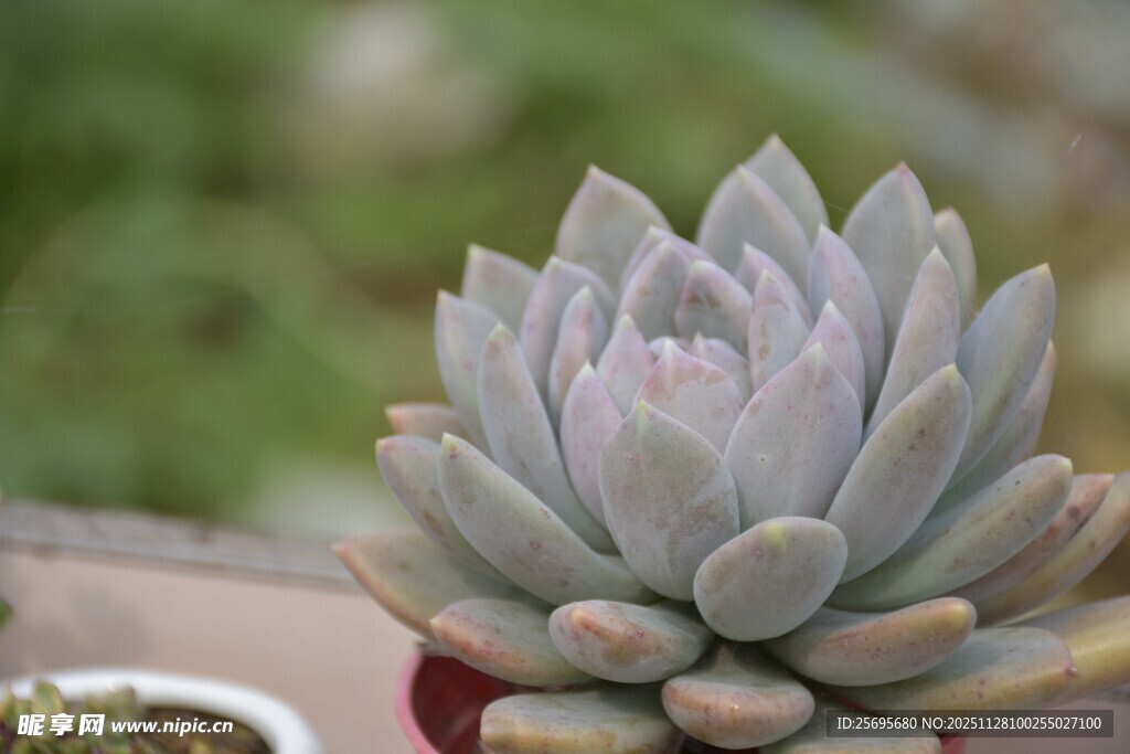 淡紫色多肉植物特写