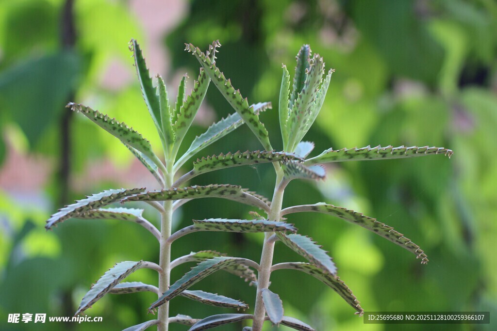 清新迷迭香植物特写