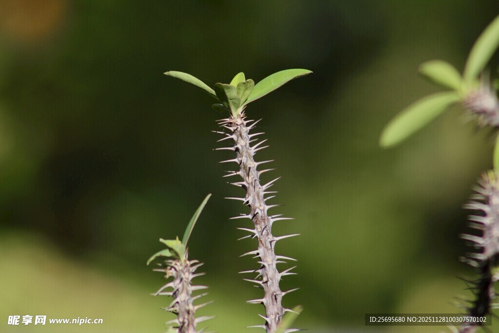 带刺的嫩绿植物特写