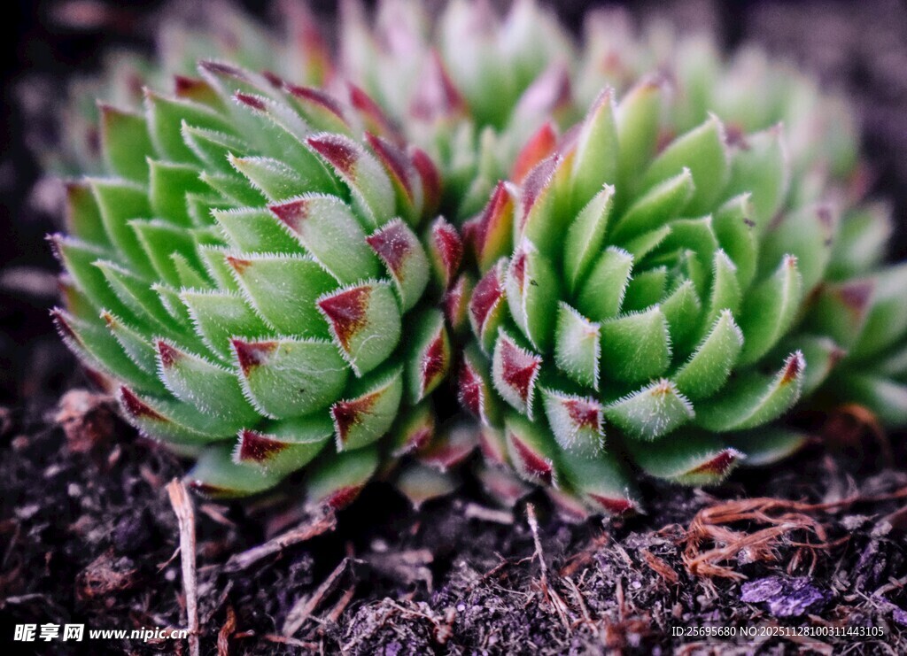 多肉植物特写