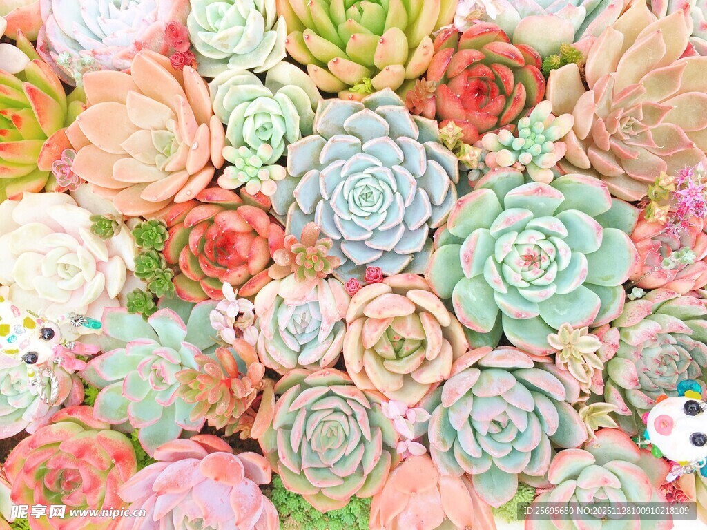 多彩多肉植物花卉组合