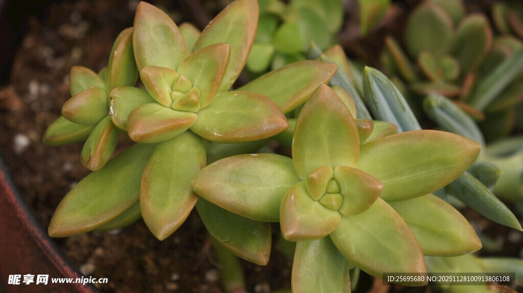 可爱多肉植物盆栽