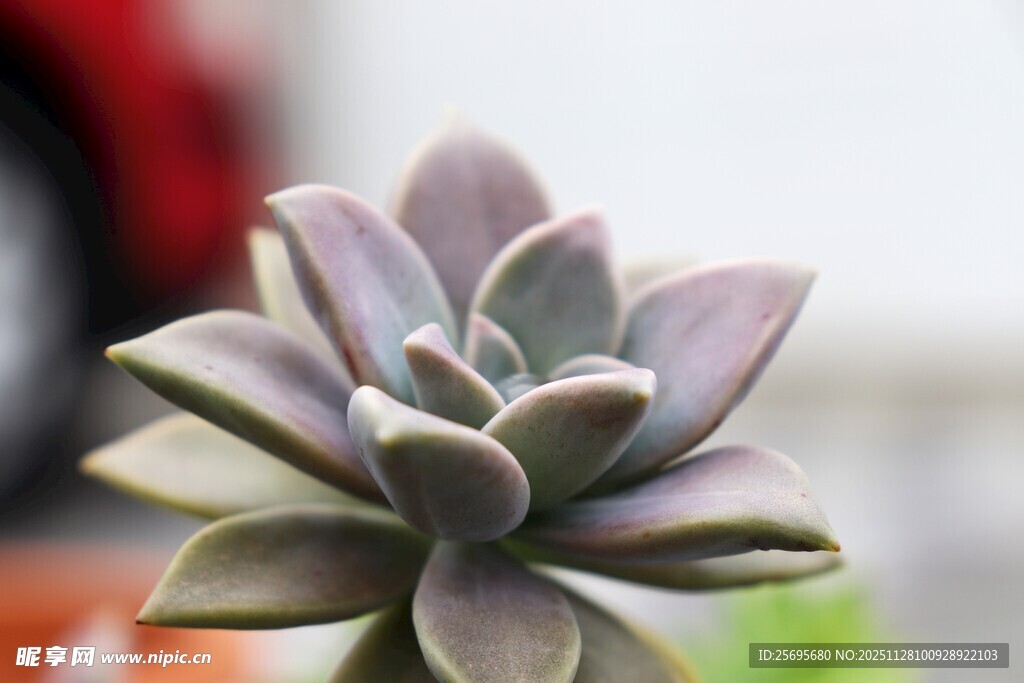 精致紫韵多肉植物特写