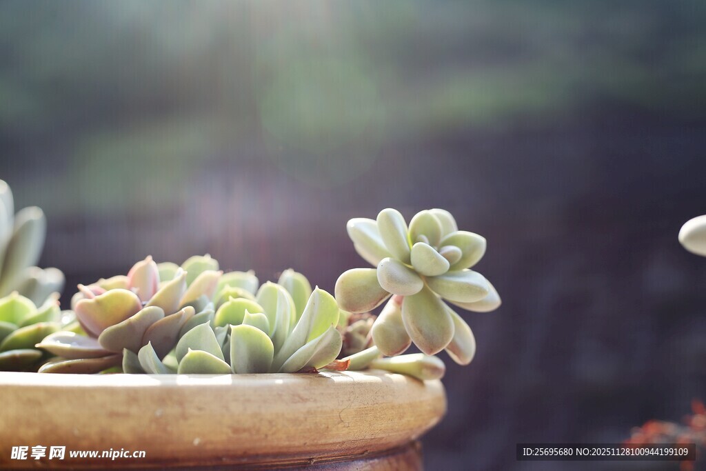 精致多肉盆栽