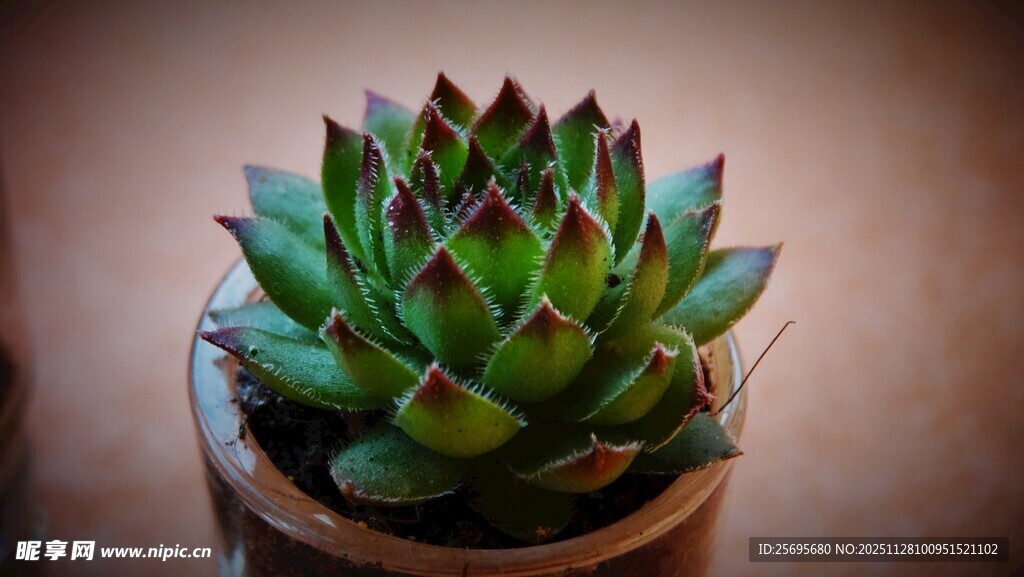 精致盆栽多肉植物