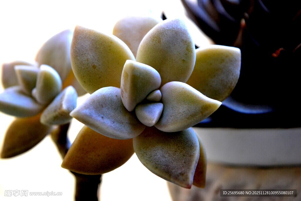可爱多肉植物特写