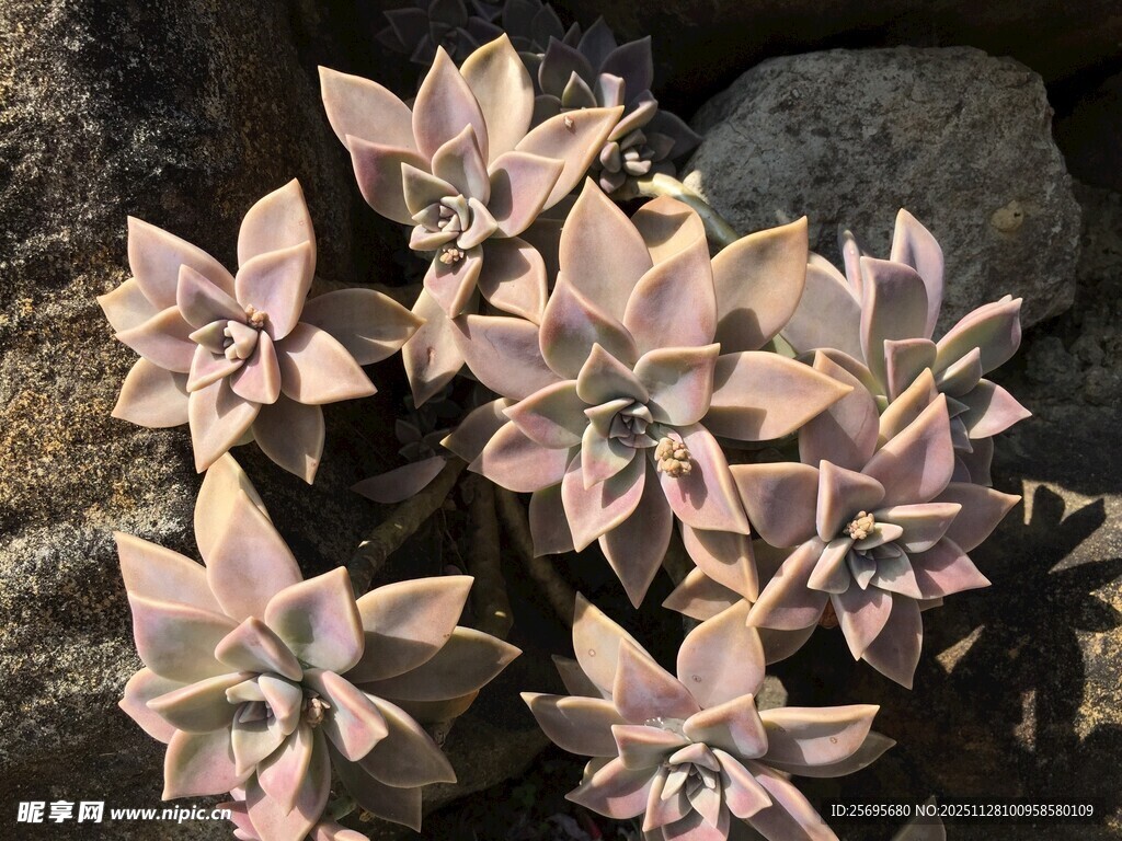 粉色多肉植物绽放石间