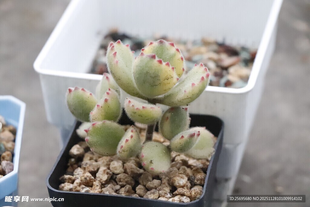 可爱多肉盆栽展示