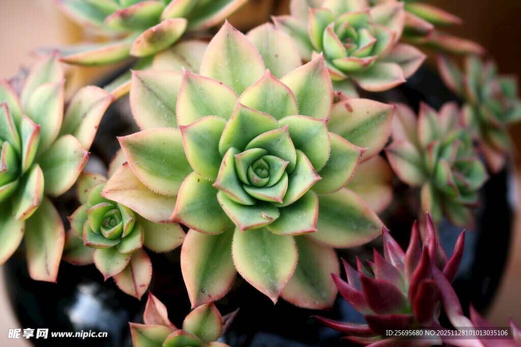 多彩多肉植物盆栽