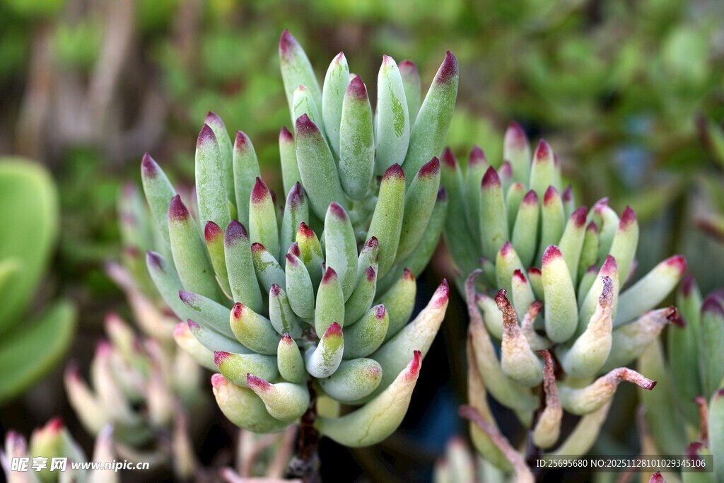 多肉植物特写