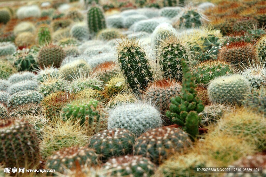 多彩仙人球盆栽景观