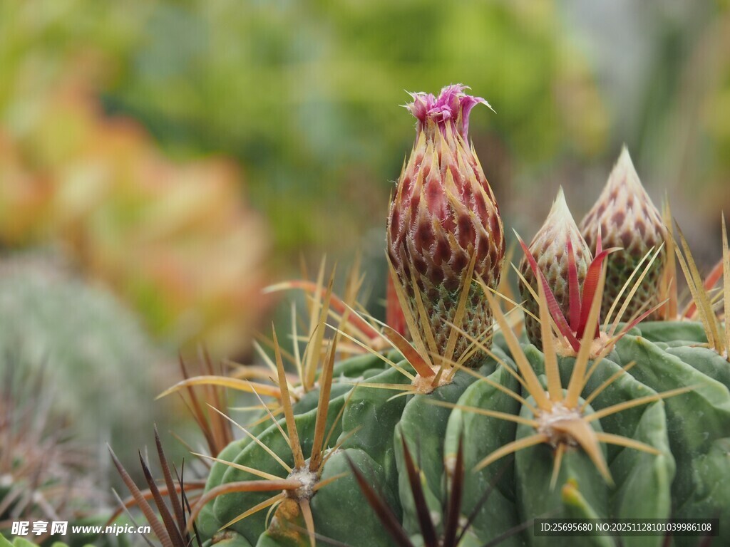带刺仙人球上的独特花蕾