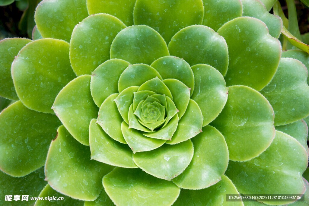 翠绿饱满的肉质植物花卉