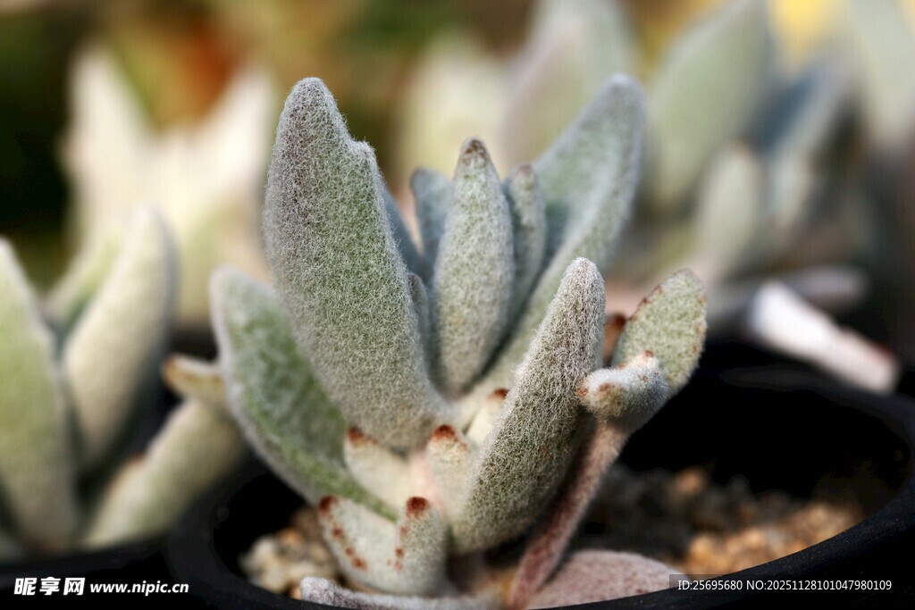 可爱多肉植物特写