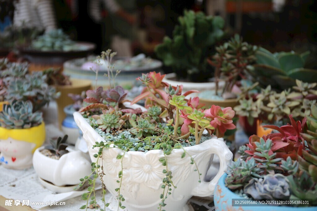 多彩多肉盆栽展示