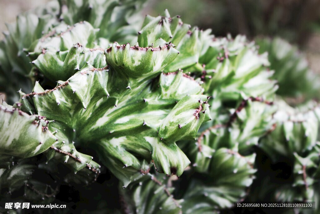 翠绿多肉植物特写