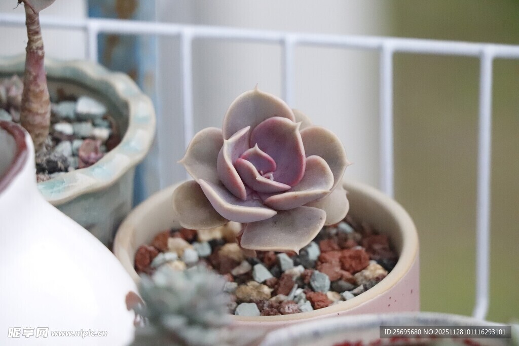 精致多肉盆栽特写