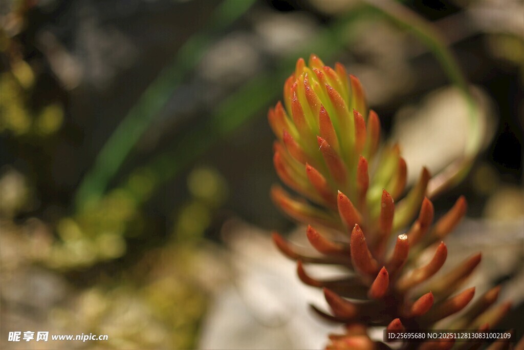 色彩艳丽的多肉植物