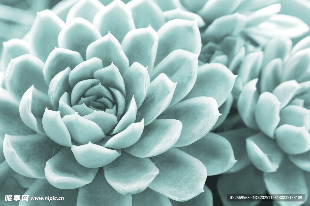 清新浅蓝多肉植物特写