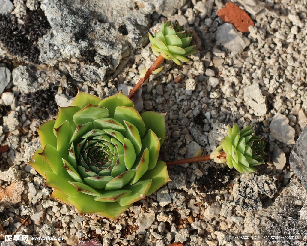 石缝中的翠绿多肉植物