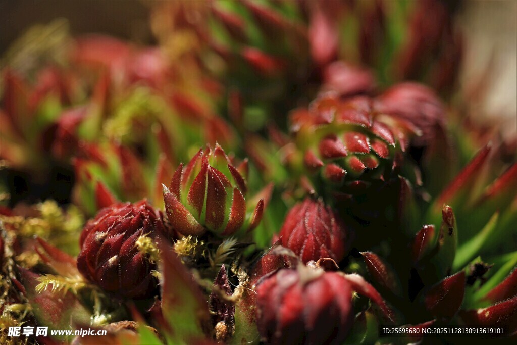 多彩多肉植物特写