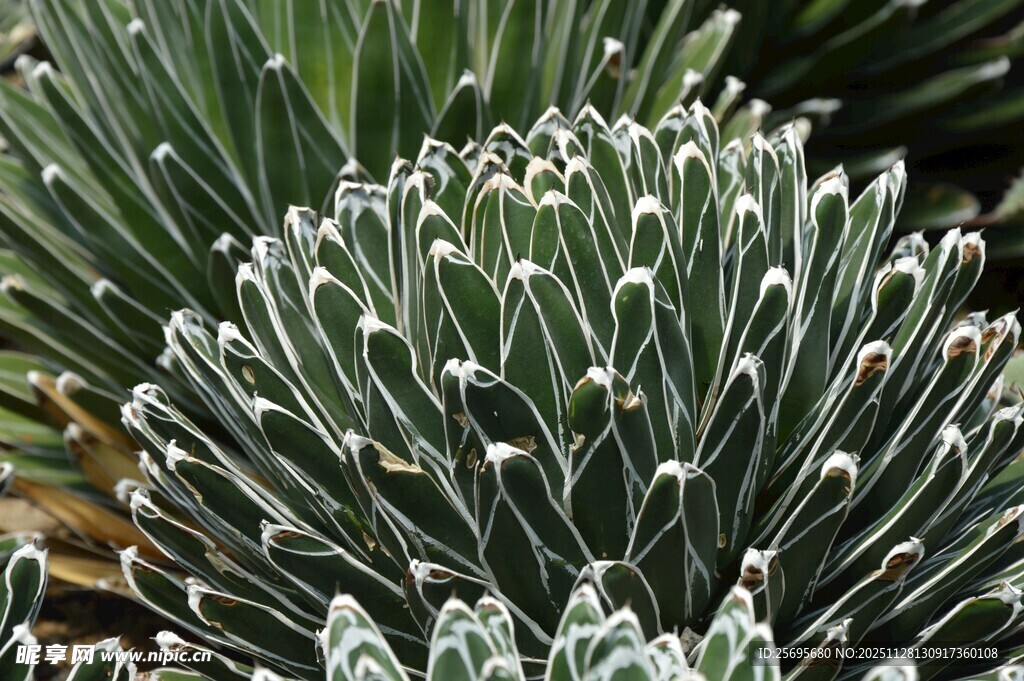 球形仙人掌特写