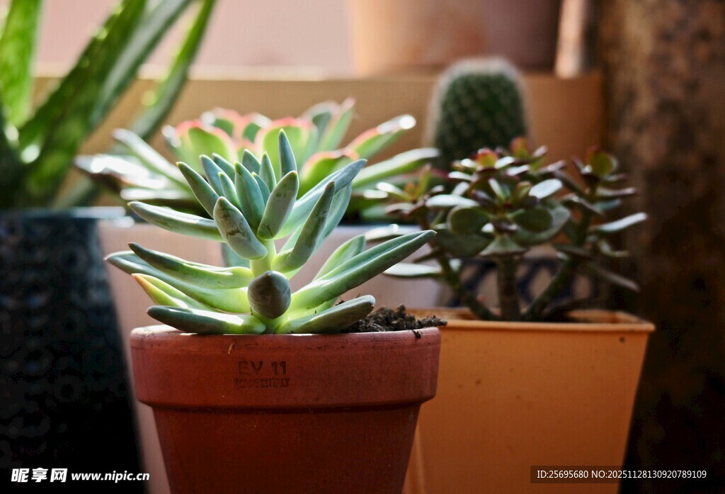 可爱多肉植物盆栽组合