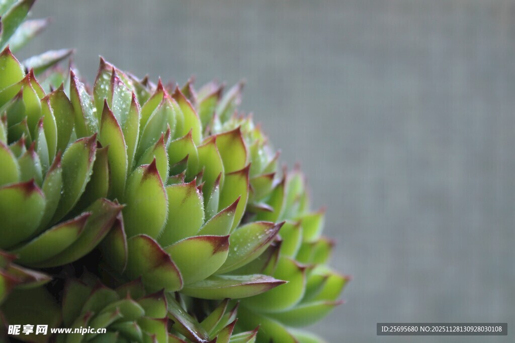 翠绿多肉植物特写