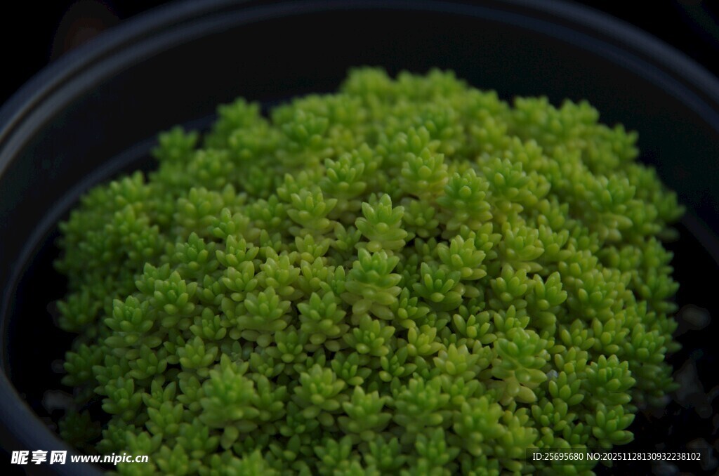 盆栽绿色苔藓植物