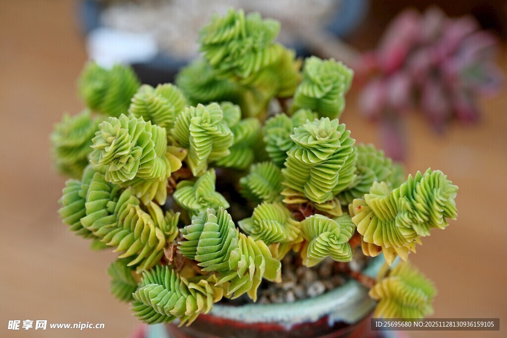 翠绿多肉植物特写
