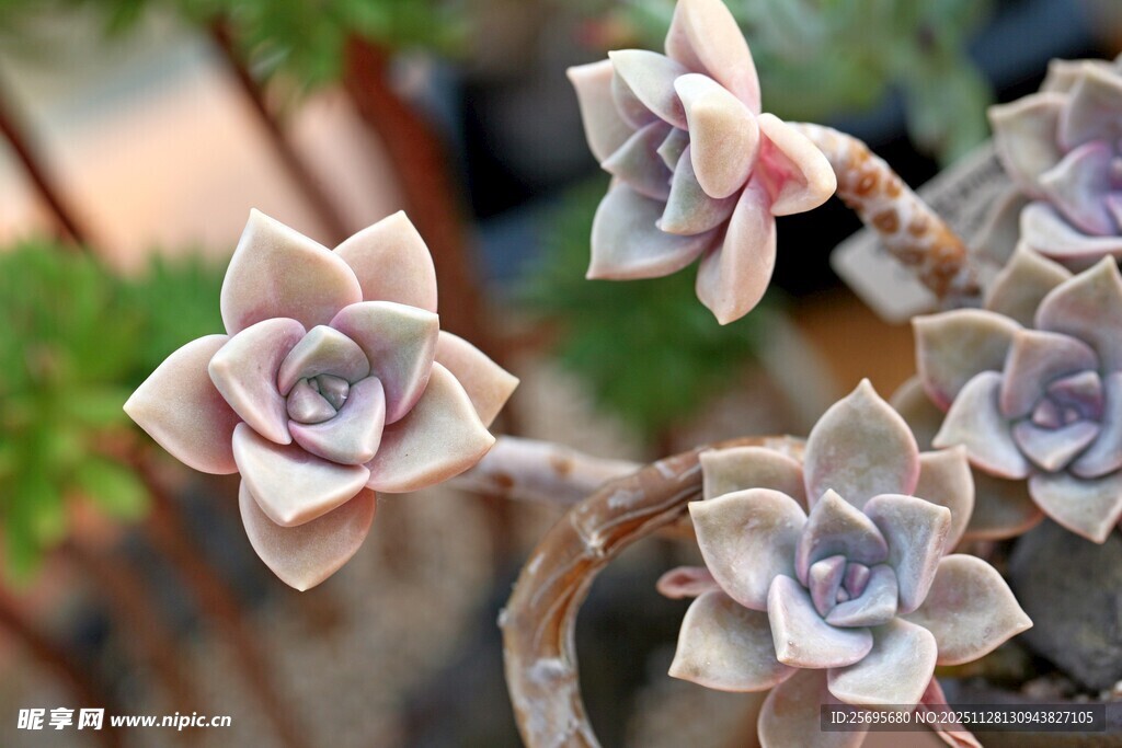 精致多肉植物绽放美丽