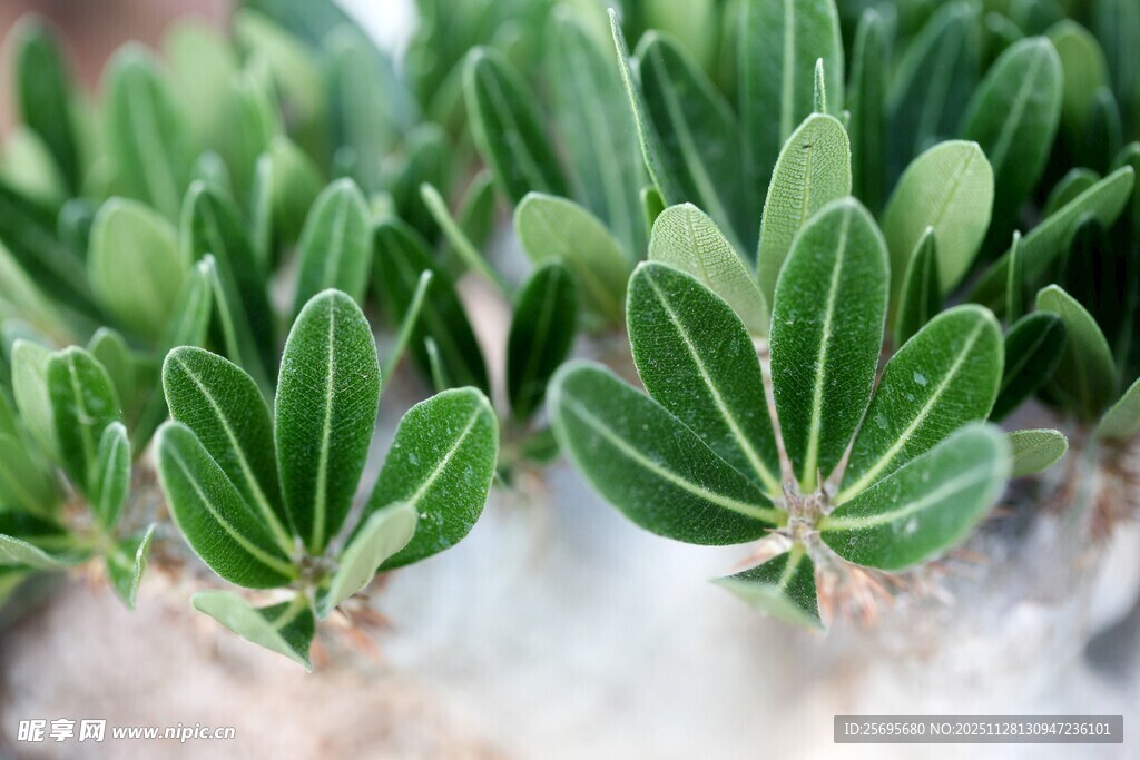 翠绿多肉植物特写