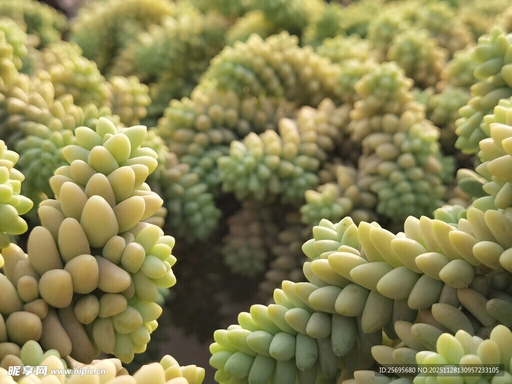 密集排列的多肉植物