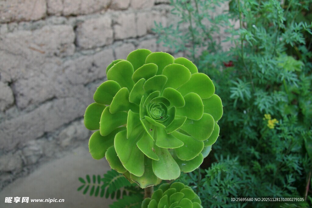 翠绿多肉植物生机盎然