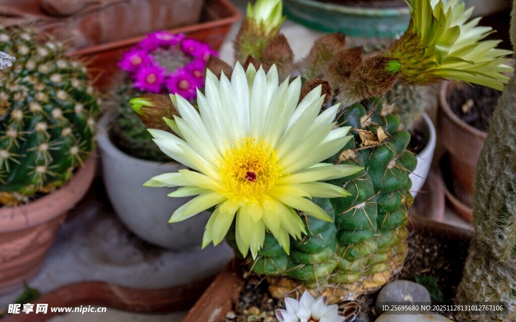 多彩仙人球绽放美丽花朵