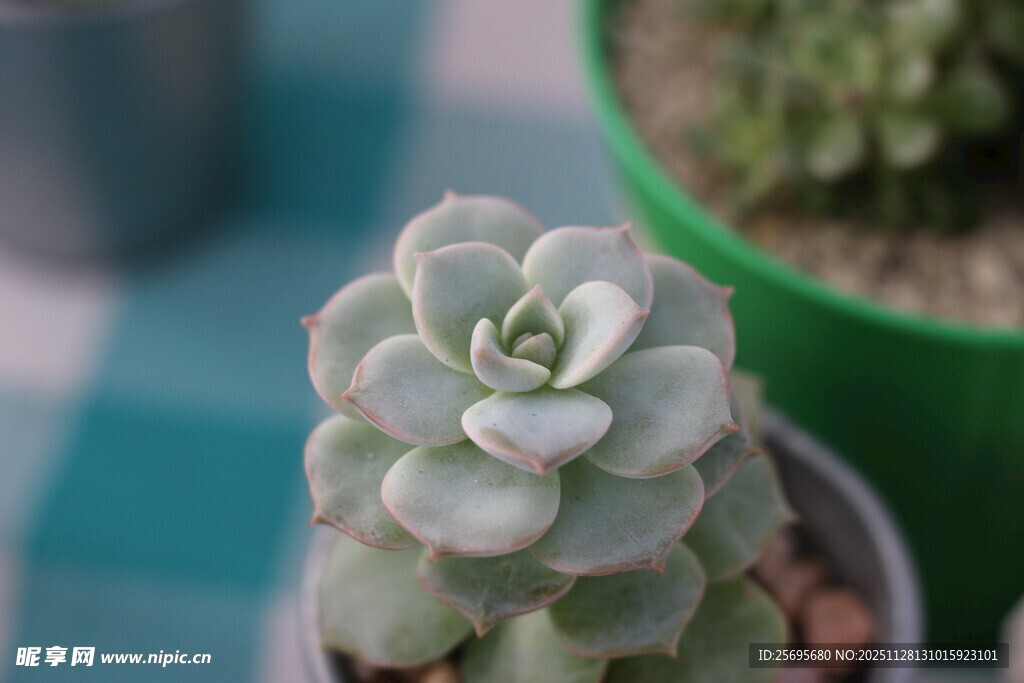 可爱多肉植物特写