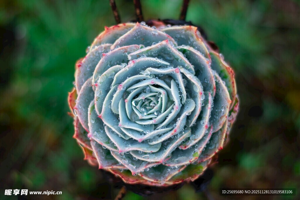 精致多肉植物特写