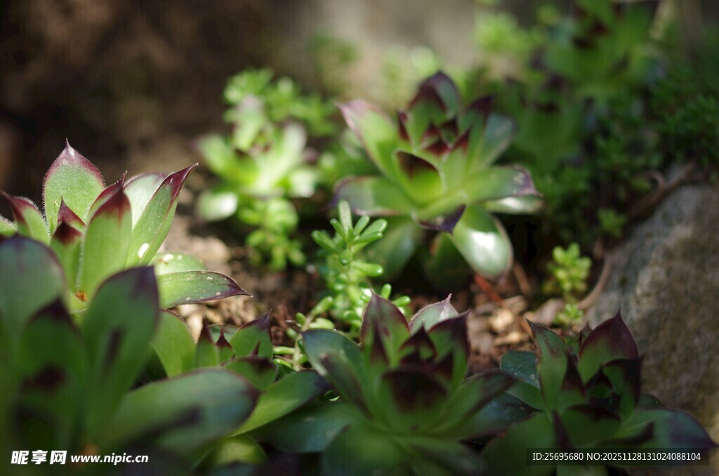 阳光下的嫩绿多肉植物