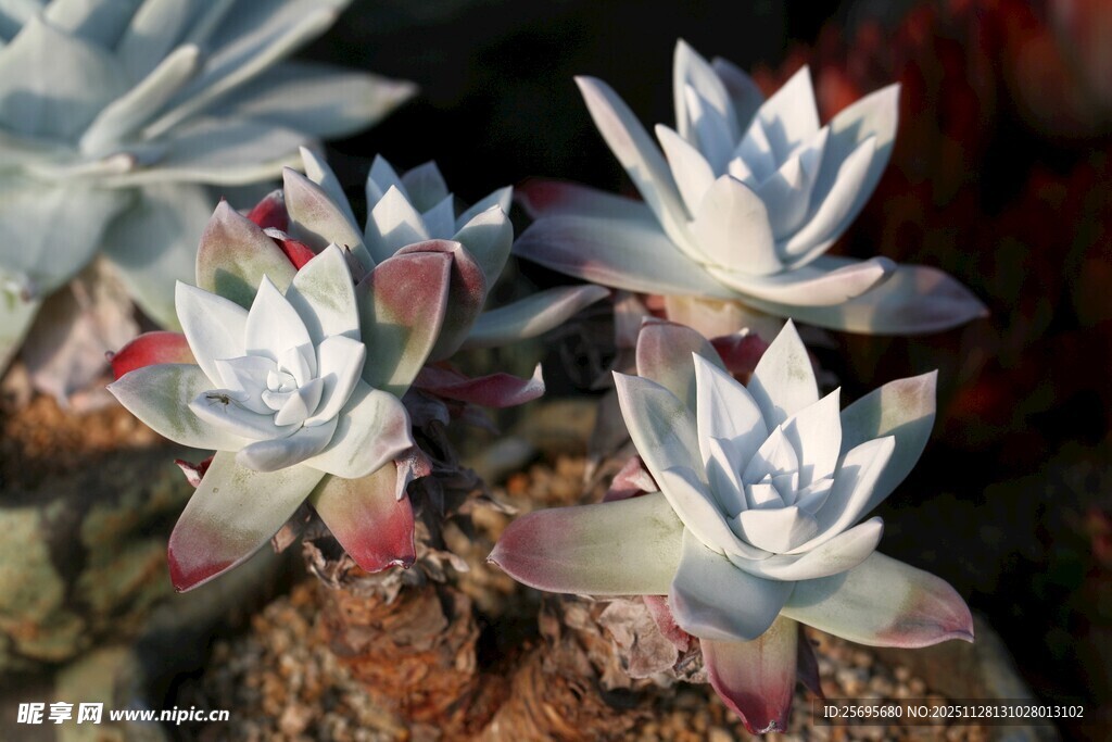 梦幻多肉植物绽放之美