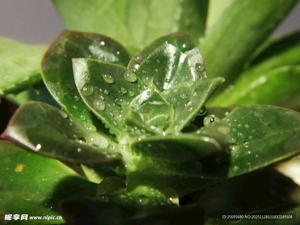 晶莹水珠点缀翠绿多肉