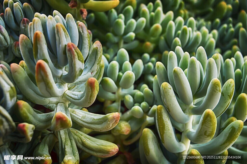多肉植物特写